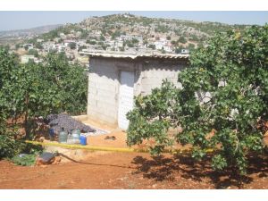 Antep Fıstığı Üreticisi Bağ Evinde Ölü Bulundu
