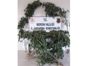 Mersin’de 52 Kök Kenevir Ele Geçirildi