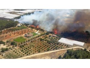 Antalya’da orman yangını