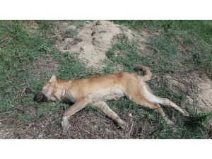 Tarsus’ta 4 Köpeği Zehirlediler