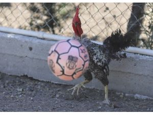 Maradona, Taffarel Ve Şampiyon İsimli Horozların Futbol Sevdası