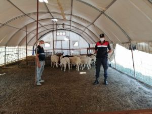 Antalya’dan çaldıkları hayvanları, Afyonkarahisar’da satmaya çalıştılar