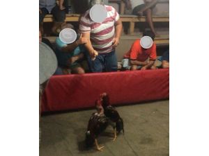 Mersin’de Horoz Dövüşü Yaptıranlar Suçüstü Yakalandı
