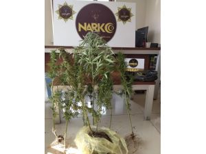 Akşehir’de Uyuşturucu Operasyonu