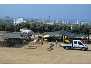 Kurban satış pazarları ilaçlanıyor