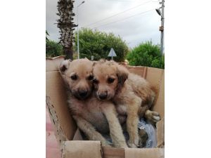 Kanala Düşen Yavru Köpeklerin Yardımına İtfaiye Koştu