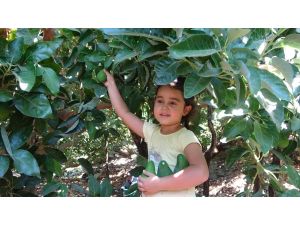 Antalya’da 45 bin dekarda hasadına başlanan avokadoda hedef 70 milyon adet