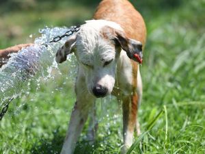 Konyaaltı Belediyesi köpekleri banyo seansıyla serinletti