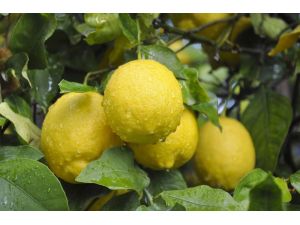 Limon İhracatında Ön İzin Şartının Kalkması, İhracatçı Ve Üreticiyi Sevindirdi
