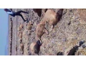 Hatay’da İçtiği Sudan Zehirlenen 150 Koyun Telef Oldu