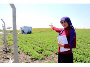 Zübeyde’nin Çiftçilik Hayalini Kabusa Çevirdiler