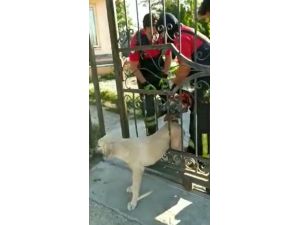 Korkuluklara Sıkışan Köpeğin İmdadına İtfaiye Yetişti