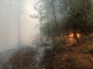 Adana’da Çıkan Orman Yangınında 3 Kişi Gözaltına Alındı