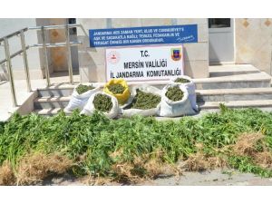 Mısır Yerine Esrar Dikmiş