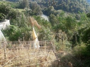 Samandağ’da 77 Kök Kenevir Ele Geçirildi