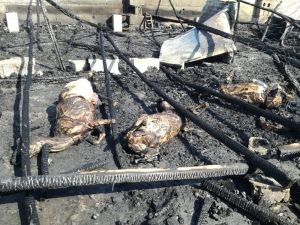 Kahramanmaraş’ta 5 Küçükbaş Hayvan Yanarak Telef Oldu