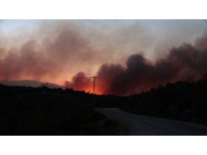 Kozan’da 200 Hektardan Fazla Orman Alanı Kül Oldu