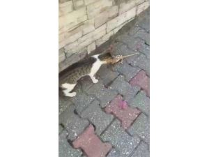 Kedi ile bukalemunun kavgası