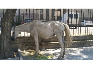 Başıboş At Ankara’nın Göbeğinde 3 Saat Dolaştı