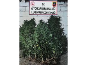 Evinin Bahçesine Kenevir Eken Şahsı Jandarma Yakaladı