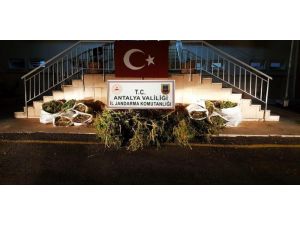 Jandarmadan Hint keneviri hasatı yapmaya hazırlanan 2 kişiye suçüstü