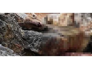 Kaçak yaban keçisi avına 29 bin 980 lira ceza