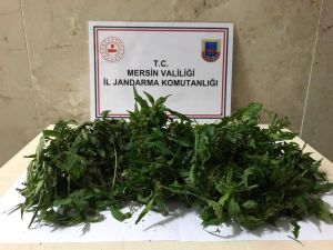 Mersin’de Kurutulmaya Bırakılmış 10 Kök Kenevir Bitkisi Ele Geçirildi