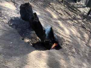 Nallıhan’daki Yangından Geriye Kalan Görüntüler Yürekleri Burktu