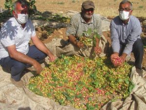 Araban’da Yeşil Altın Hasadı Buruk Başladı