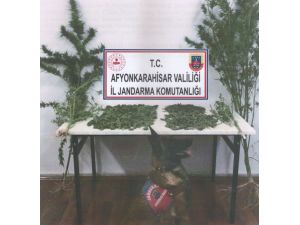 Evinin Bahçesinde Kenevir Yetiştiren Şahsı Jandarma Yakaladı