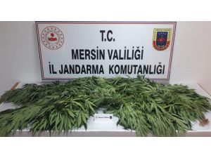 Mersin’de 71 Kök Kenevir Bitkisi Ele Geçirildi