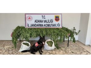 Kozan’da Uyuşturucu Operasyonu
