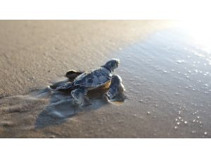 Turizm bölgesi Belek’te Caretta Caretta yuvasında rekor kırıldı