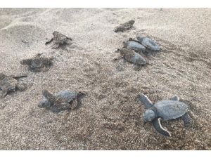 Alanya’da onlarca caretta caretta mavi sularla buluştu