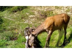 Foto kopanlar Alageyik ve Kızıl Geyikleri görüntüledi