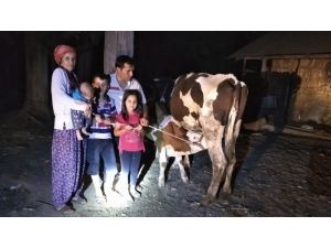 Çalınan İnekler Sahiplerine Jandarma Operasyonuyla Kavuştu
