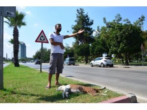 Köpeği Trafik Kazasında Öldü Başından Ayrılmadı
