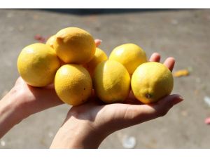 Limon Fiyatıyla Üreticisini Sevindirdi