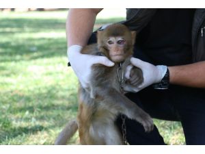 Durdurulan Araçtan Makak Maymunu Çıktı