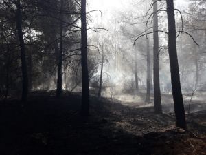 Ormanı Ateşe Veren Kundakçı Kısa Sürede Yakalandı