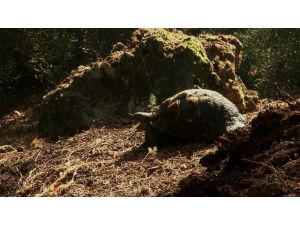 Kundaklanan Ormanda Mahsur Kalan Kaplumbağanın Yardım Çığlığı