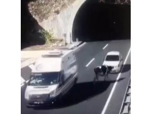 Tünel Çıkışında Başıboş Gezen İneğe Otomobil Çarptı