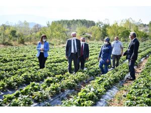 20 Dekarda Başlayan Çilek Üretimi 200 Dekara Ulaştı