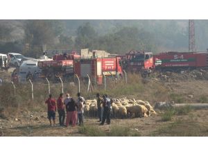 Hatay’da Orman Yangını Yerleşim Yerlerini Tehdit Ediyor
