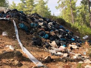 Kaçak kesilen domuzların iç organları ormanda bulundu, muhtar isyan etti