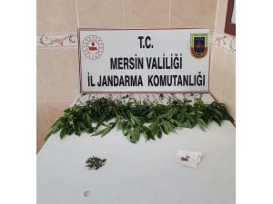 Mersin’de Bir Evde 31 Kök Kenevir Bitkisi Ele Geçirildi