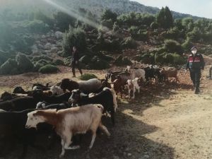Kaybolan 38 Küçükbaş Hayvanı Jandarma Buldu