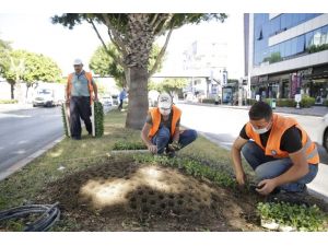 Antalya’da, kışlık çiçekler toprakla buluştu