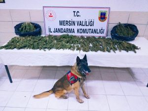 Taksiden 8 Kilo 100 Gram Esrar Çıktı