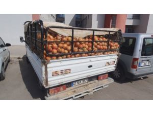 Tarladan Karpuz Ve Nar Çalıp Satmış